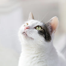 Load image into Gallery viewer, ORMUS Kitty Shine