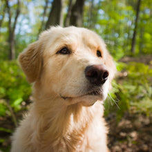 Load image into Gallery viewer, ORMUS Puppy Glo